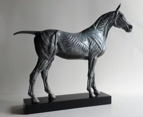 Anatomical study of the horse - Twelfth anatomical table - bronze 36 cm h x 43 cm L X 12 cm w