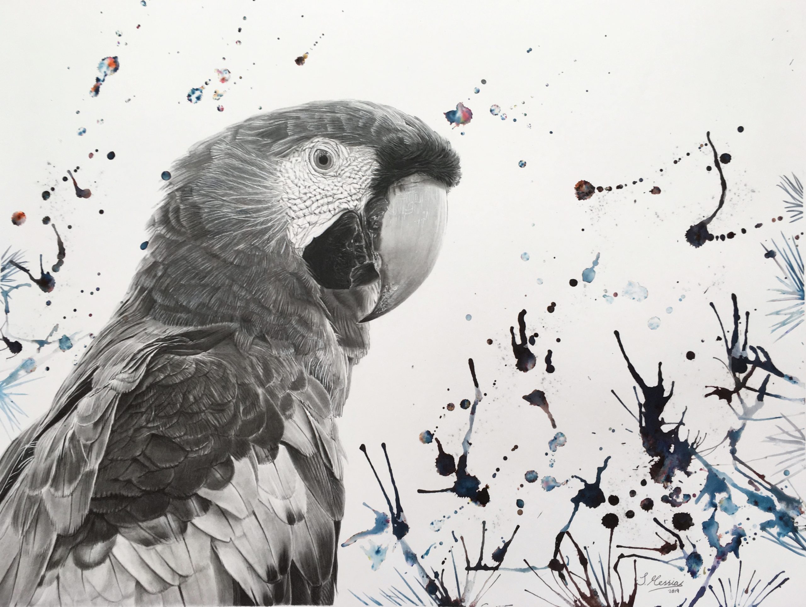 parrot ‘into the wild’ collection pencil charcoal and brusho powder paint with water 2019